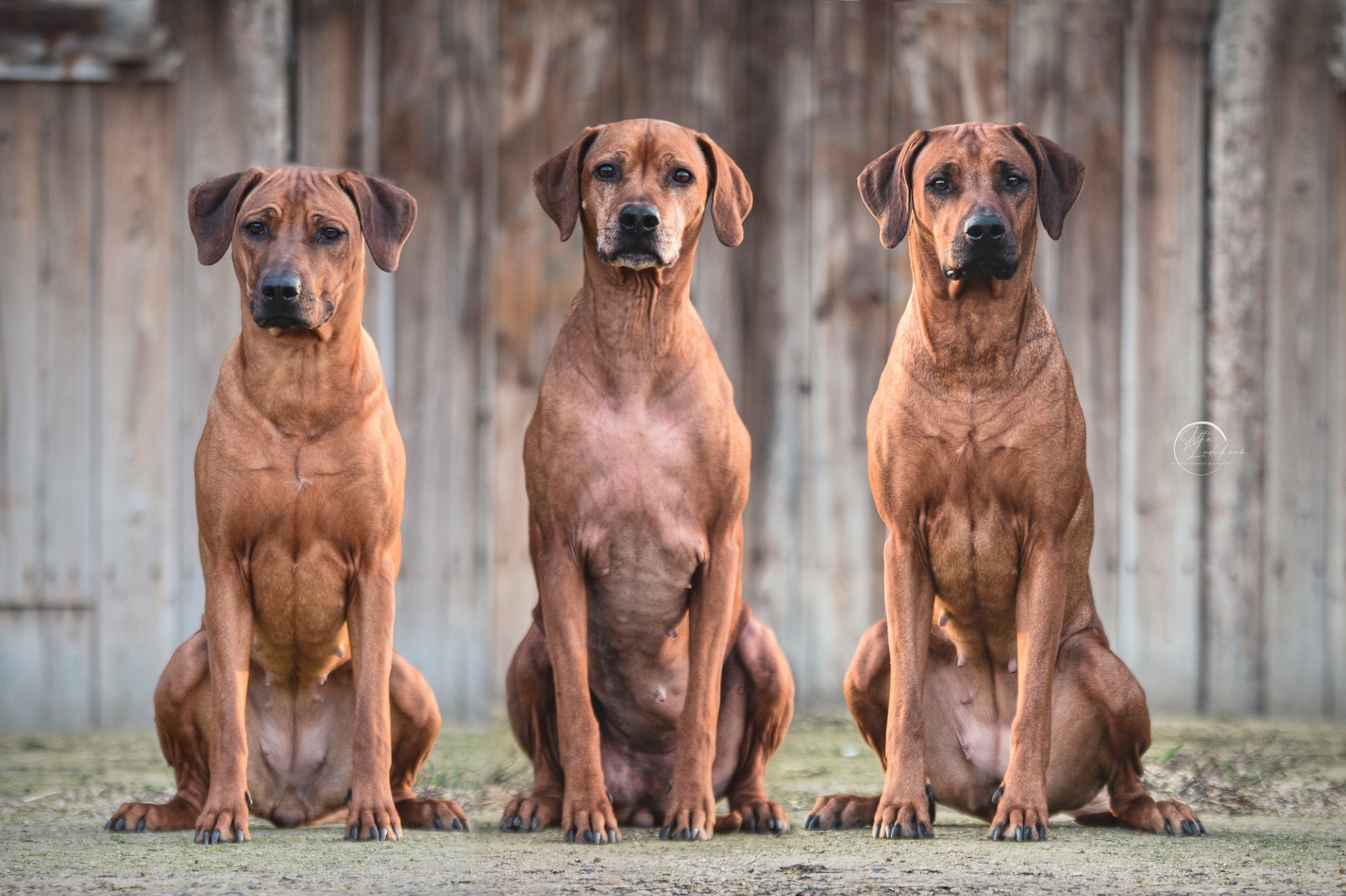Chovatelská stanice ridgebacků
